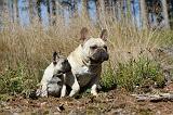 BOULEDOGUE FRANCAIS 201